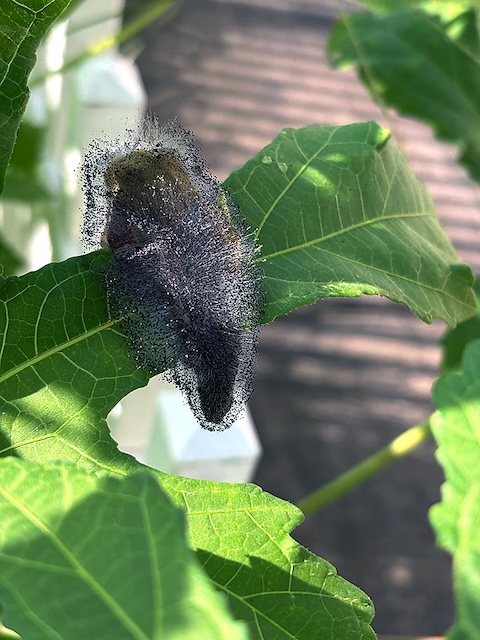 A blossom from the Community Garden that is covered in fungus.